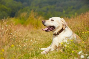 Dog Containment Systems