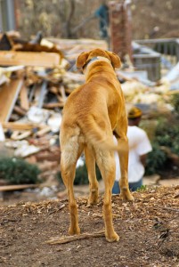 Pet Survival Kits and Backpacks