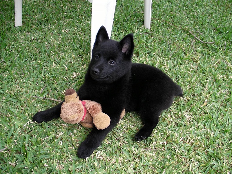 The Schipperke