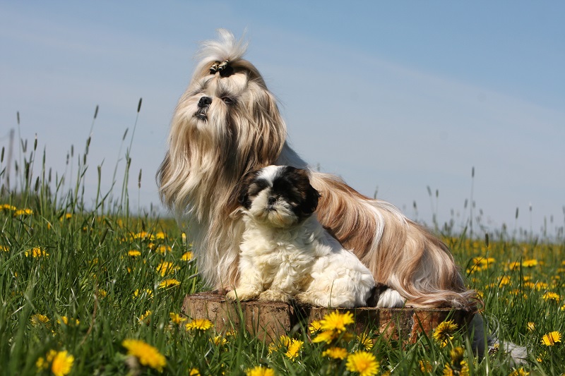 The Shih Tzu... - Pet Terrain