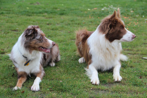 The Border Collie