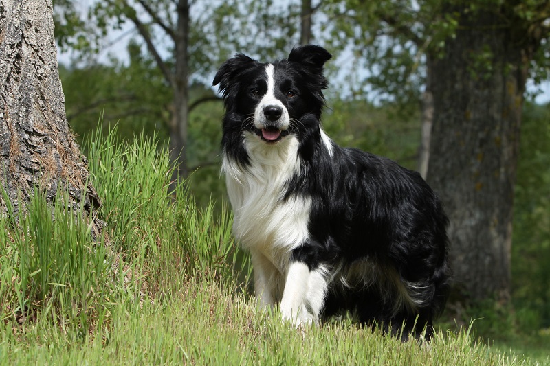 are aussies as high energy as border collies