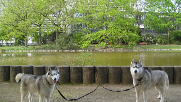 Husky safety