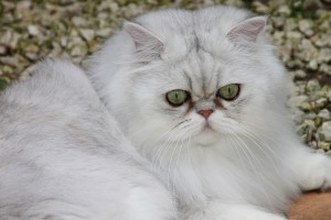 Persian Cat