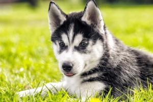 Husky puppy