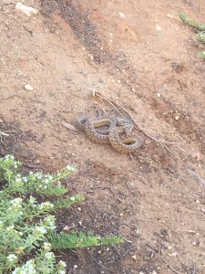 California King Snake