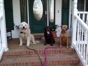 The Great Pyrenees