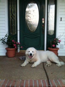 The Great Pyrenees