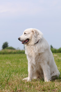 The Great Pyrenees Dog