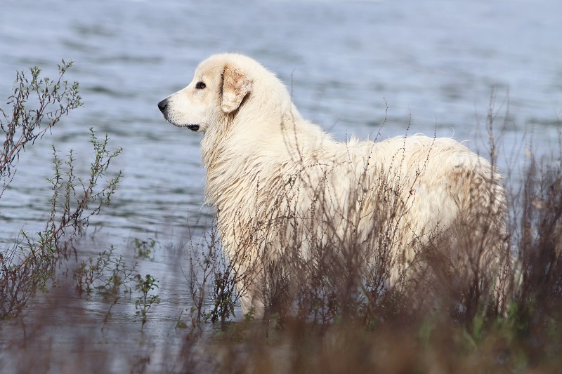 The Great Pyrenees 