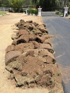 Turf Removal Project